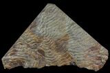 Pennsylvanian, Fossil Microbial Mat - Oklahoma #77907-2